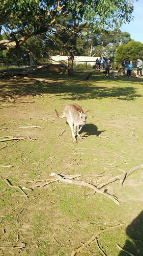 オリエンテーションキャンプ／オーストラリアを代表する動物・カンガルー