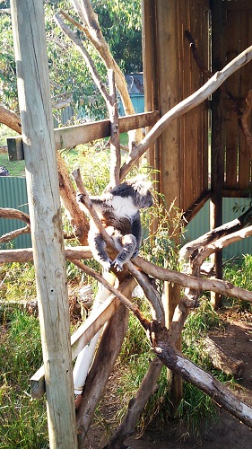 オリエンテーションキャンプ／オーストラリアを代表する動物・コアラ