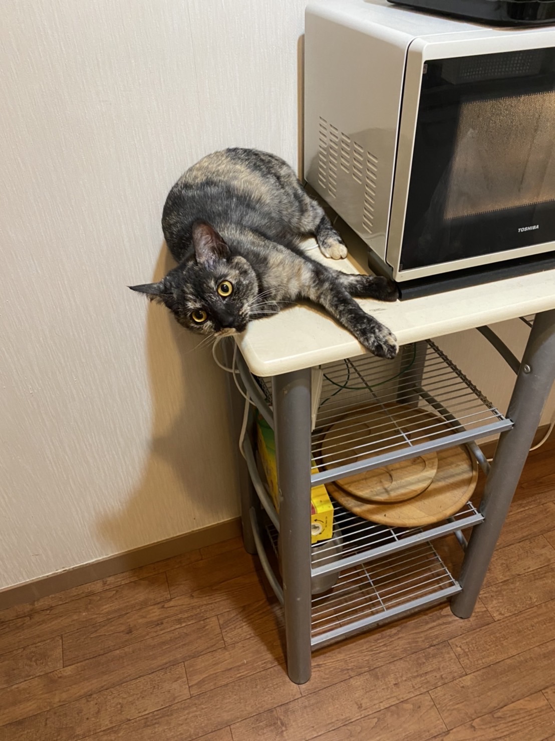記事とはあまり関係ないのですが、上野先生の愛猫のご紹介です